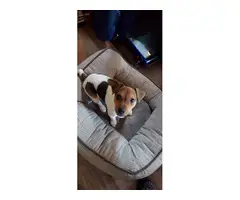 Male Jack Russell Terrier puppy