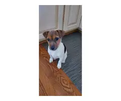 Male Jack Russell Terrier puppy - 3