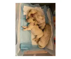 8 weeks old Pyradoodle puppies - 3