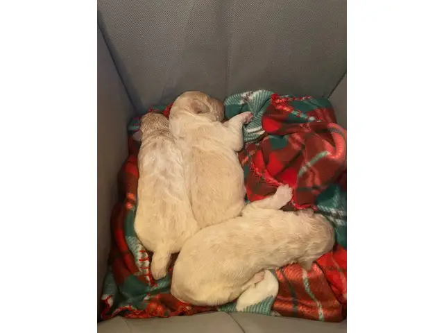 8 weeks old Pyradoodle puppies - 4/12