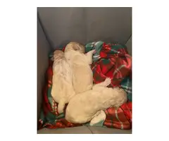 8 weeks old Pyradoodle puppies - 4