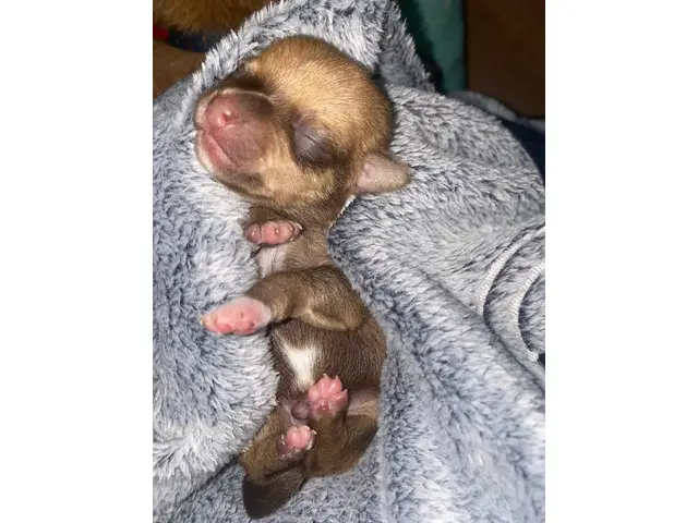 Male Chiweenie puppies - 2/4
