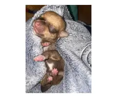 Male Chiweenie puppies - 2