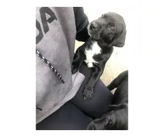 Two male Labradane puppies for sale