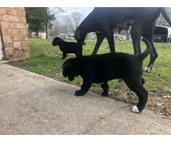 Two male Labradane puppies for sale - 2