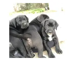 Two male Labradane puppies for sale - 4