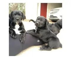 Two male Labradane puppies for sale - 5