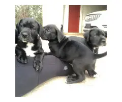 Two male Labradane puppies for sale - 6