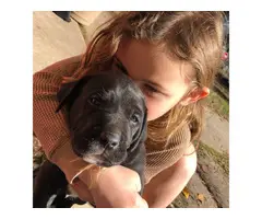Two male Labradane puppies for sale - 7
