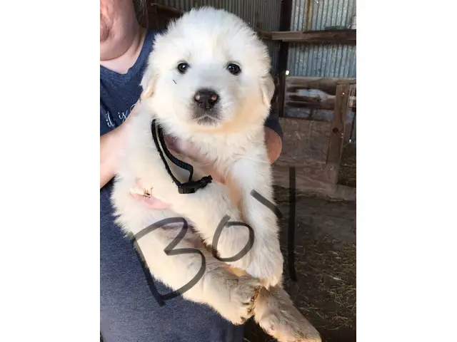 4 male and 1 female Great Pyrenees Puppies - 1/7