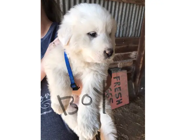 4 male and 1 female Great Pyrenees Puppies - 2/7