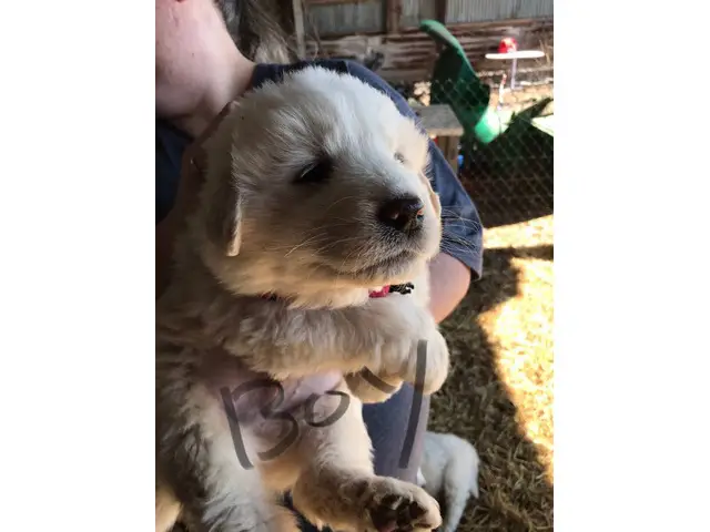4 male and 1 female Great Pyrenees Puppies - 3/7