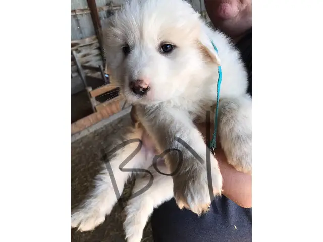 4 male and 1 female Great Pyrenees Puppies - 4/7