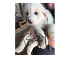 4 male and 1 female Great Pyrenees Puppies - 4