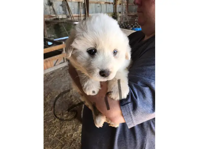 4 male and 1 female Great Pyrenees Puppies - 5/7