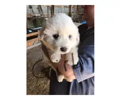 4 male and 1 female Great Pyrenees Puppies - 5