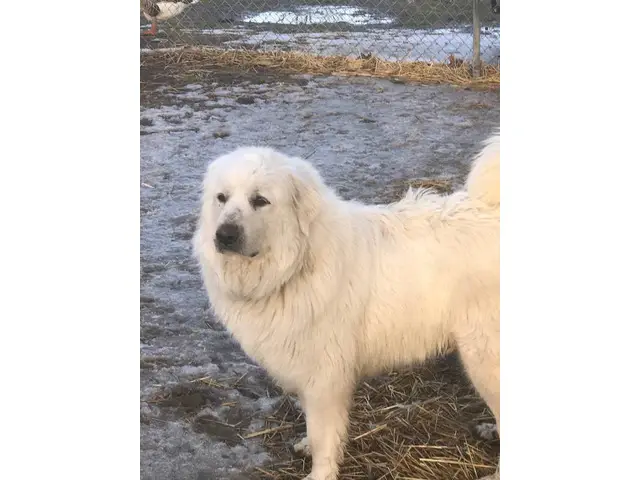 4 male and 1 female Great Pyrenees Puppies - 7/7