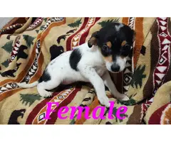 Male and female Rat terrier puppies