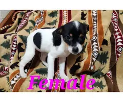 Male and female Rat terrier puppies - 2