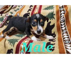Male and female Rat terrier puppies - 3