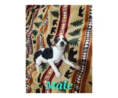 Male and female Rat terrier puppies - 4