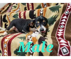 Male and female Rat terrier puppies - 5