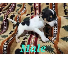 Male and female Rat terrier puppies - 6