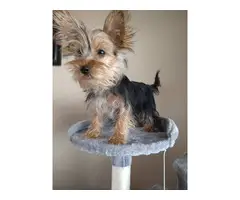 Cute and sociable male and female Yorkie puppies
