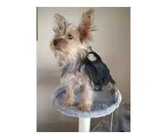 Cute and sociable male and female Yorkie puppies - 2