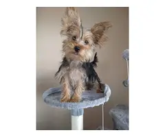 Cute and sociable male and female Yorkie puppies - 3