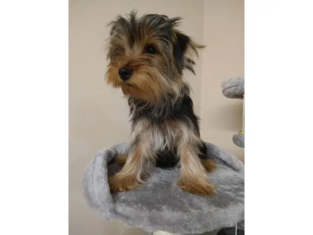 Cute and sociable male and female Yorkie puppies - 4/6