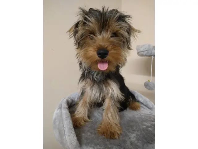Cute and sociable male and female Yorkie puppies - 5/6