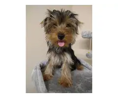 Cute and sociable male and female Yorkie puppies - 5