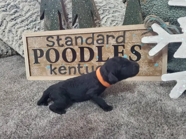 Standard Poodle Puppies for sale - 1/14