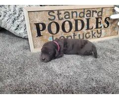 Standard Poodle Puppies for sale - 3