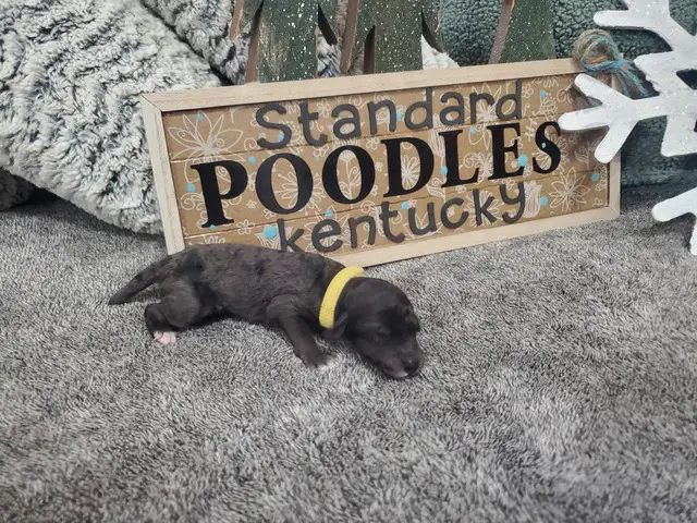 Standard Poodle Puppies for sale - 4/14