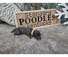 Standard Poodle Puppies for sale - 4