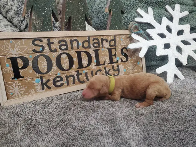 Standard Poodle Puppies for sale - 5/14