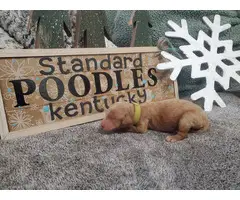 Standard Poodle Puppies for sale - 5