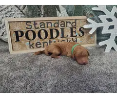 Standard Poodle Puppies for sale - 7