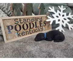 Standard Poodle Puppies for sale - 12
