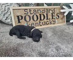 Standard Poodle Puppies for sale - 13