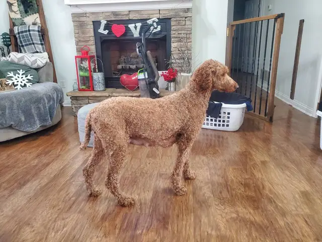 Standard Poodle Puppies for sale - 14/14