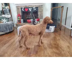 Standard Poodle Puppies for sale - 14