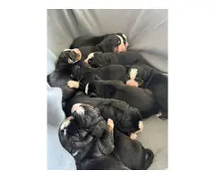 AKC Bernese mountain dog puppies for sale - 3