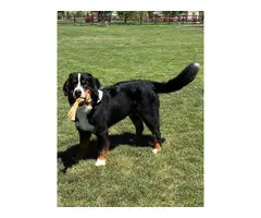 AKC Bernese mountain dog puppies for sale - 4
