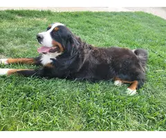 AKC Bernese mountain dog puppies for sale - 5