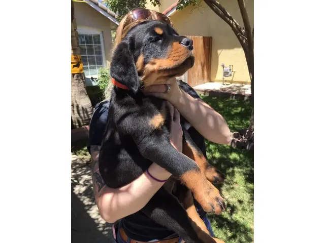 9 weeks old AKC Rottweiler puppy for sale - 1/7