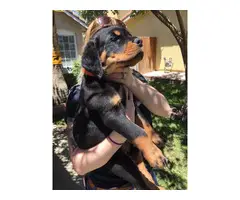 9 weeks old AKC Rottweiler puppy for sale