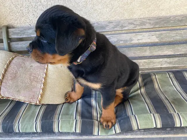 9 weeks old AKC Rottweiler puppy for sale - 2/7